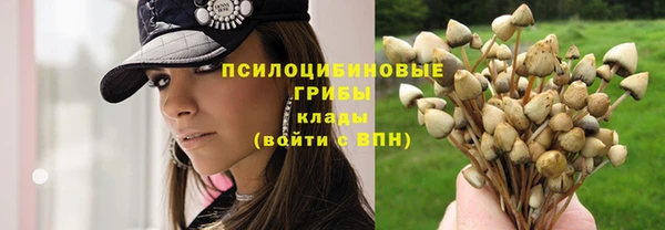 ПСИЛОЦИБИНОВЫЕ ГРИБЫ Заводоуковск